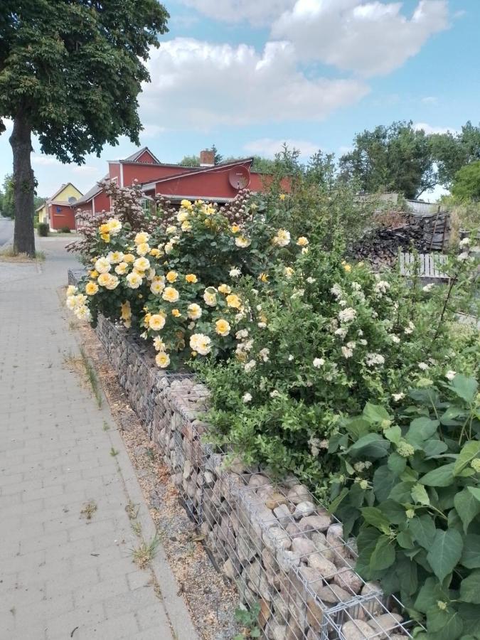 Uckermark "Ferienwohnung Sommerfugl " Passow  Dış mekan fotoğraf